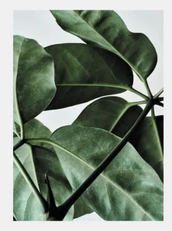 Green Home 01 50 x 70 cm