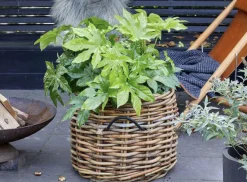 Kurv Maxi Lav -Rotting Ø45