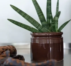 Legacy Krukke small, kaffe