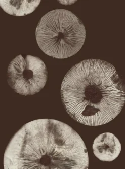 Mushroom 5 chocolate