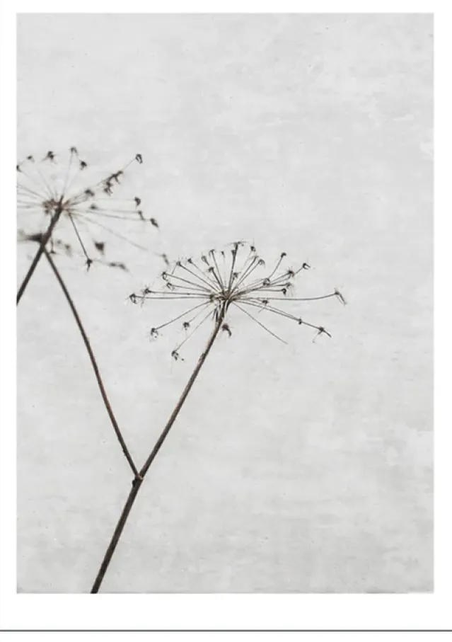 Poster – Natur -Dried Flower 1