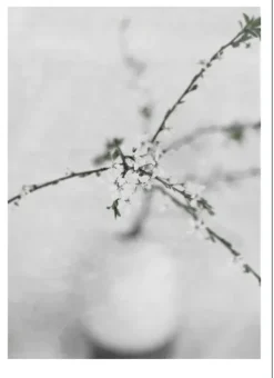 Poster – Natur -Spring Flower 2