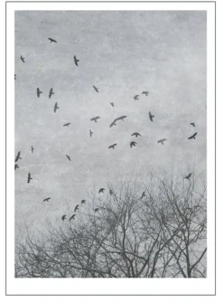 Poster -Natur -Crows