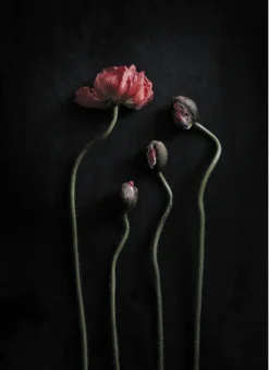 Still Life 02 50 x 70 cm